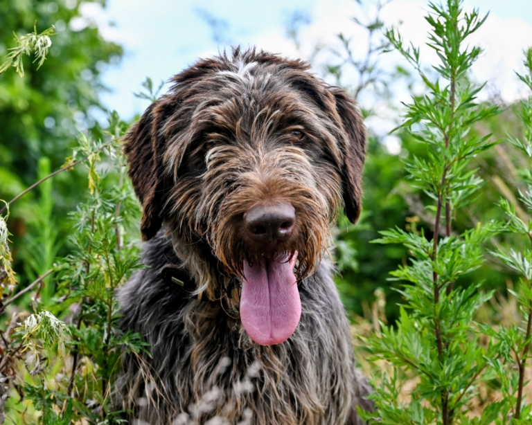 Hund Karl im Nahporträt Karl