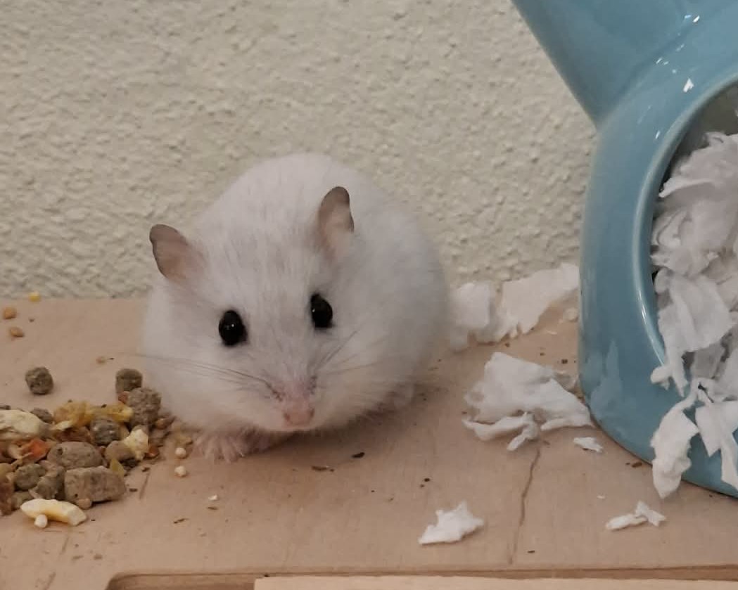 Fluffy (2)