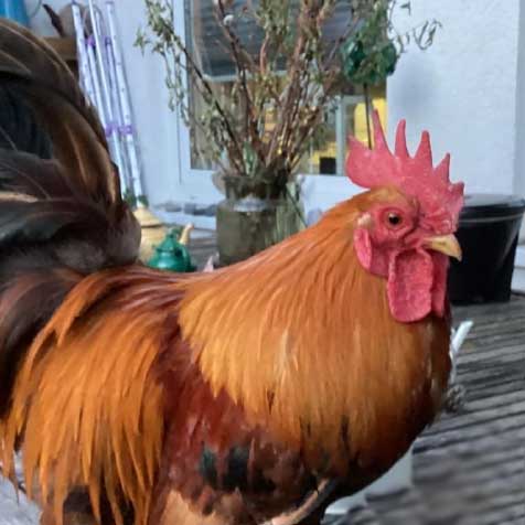 Rotbrauner Hahn Frodo steht auf einer Terrasse.
