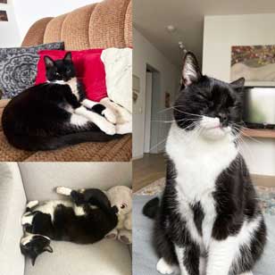 Schwarz-weiße Katze Lieselotte in mehreren Alltagssituationen.