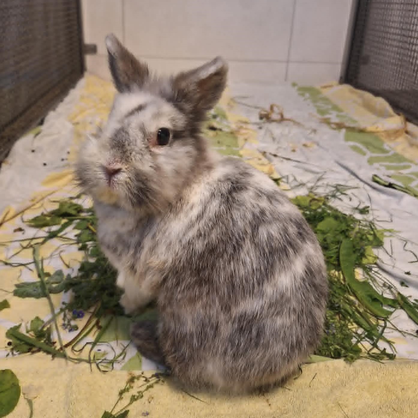 Kaninchen Lou sitzt auf einer Decke im Kleintierhaus.