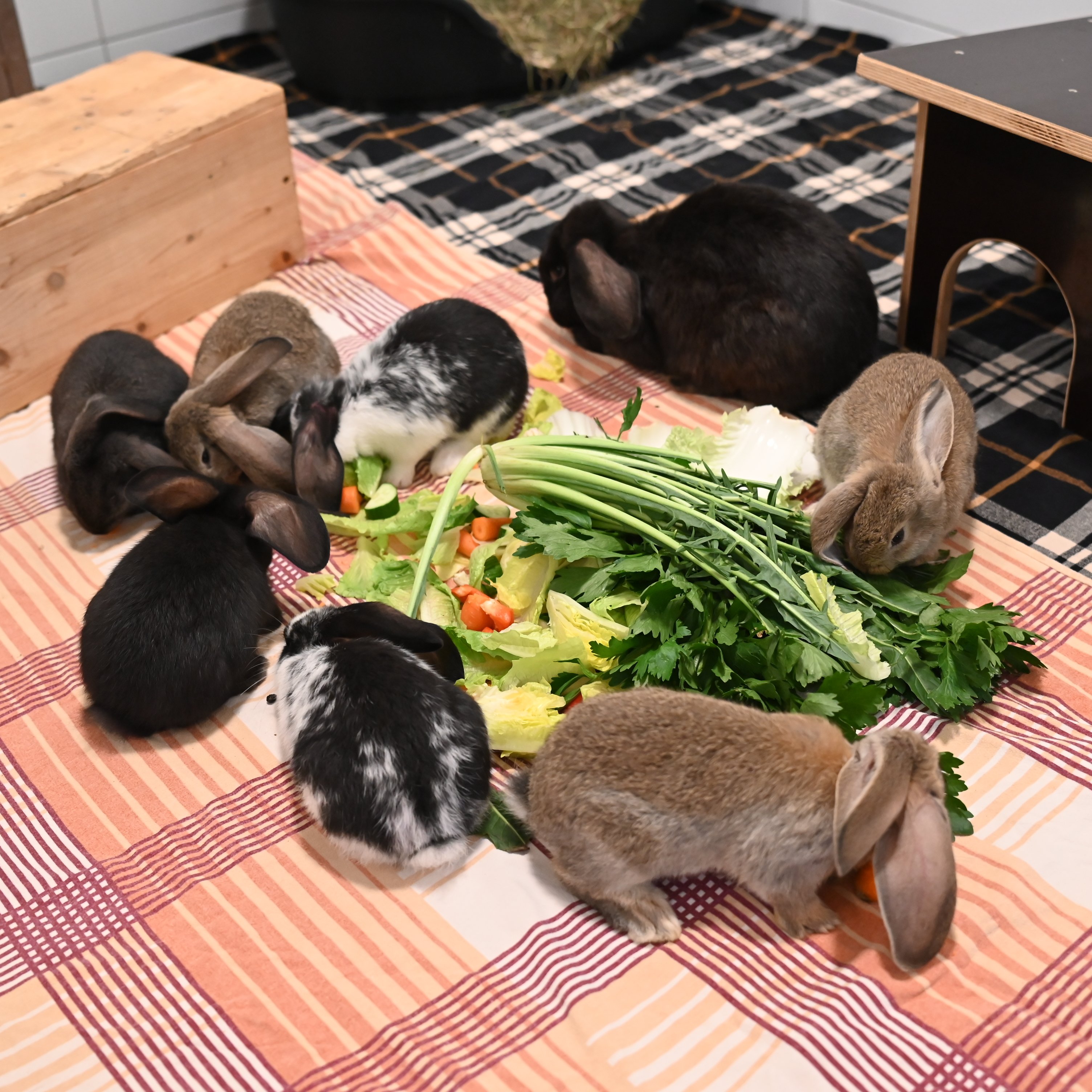 Kaninchenfamilie versammelt sich um frisches Gemüse und Kräuter.