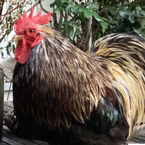 Schwarz-goldener Hahn Paul steht auf einer Terrasse.