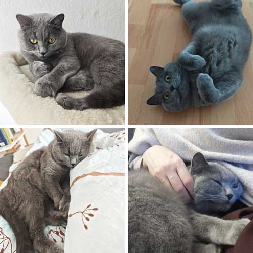Grauer Kater Poncik liegt auf einer hellen Decke.
