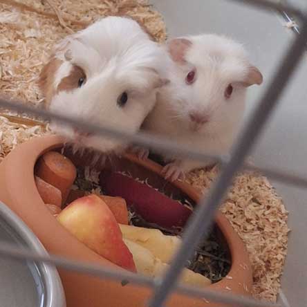 Zwei Meerschweinchen Pook und Chunk sitzen im Gehege.