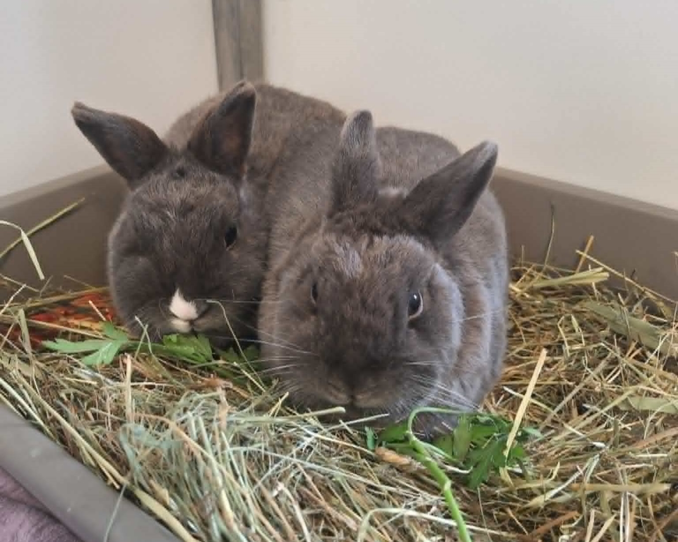 Ruffy + Nami (2) Die Kaninchen Ruffy und Nami sitzen gemeinsam im Heu.