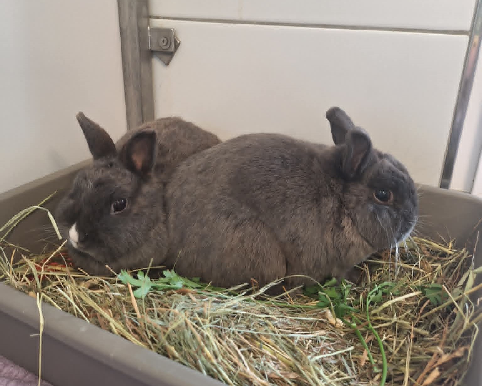 Ruffy und Nami sitzen nebeneinander im Heu.