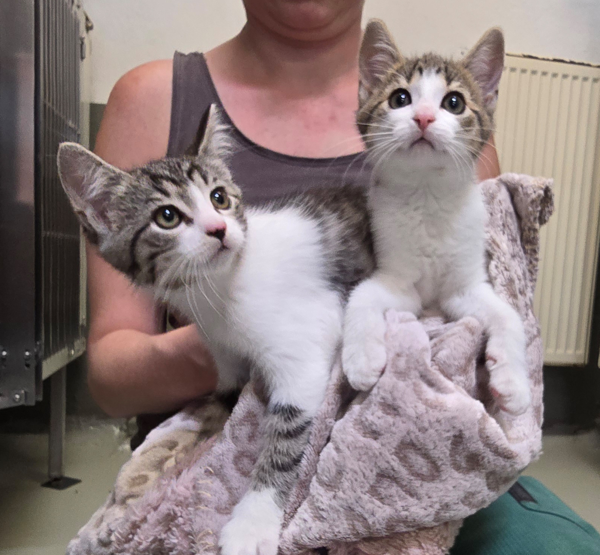Bluna und Brisa – Bild 13134 Die Jungkatzen Bluna und Brisa im Tierheim Hannover.