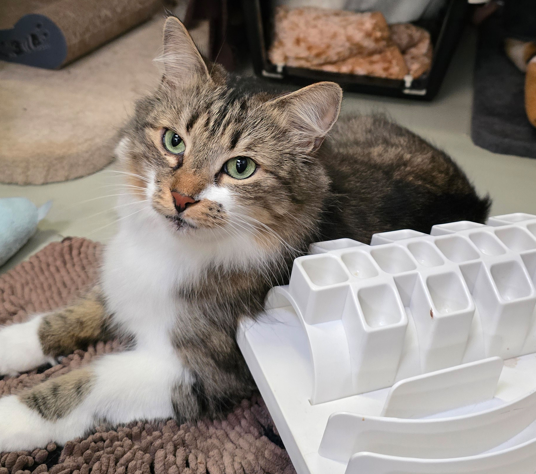 Dara neben einem Futterspielzeug Die getigerte Katze Dara sitzt neben einem Futterspielzeug.