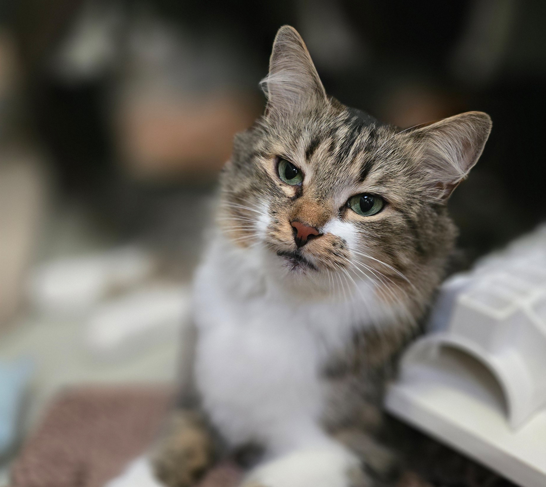 Porträt von Dara Porträt der getigerten Katze Dara.