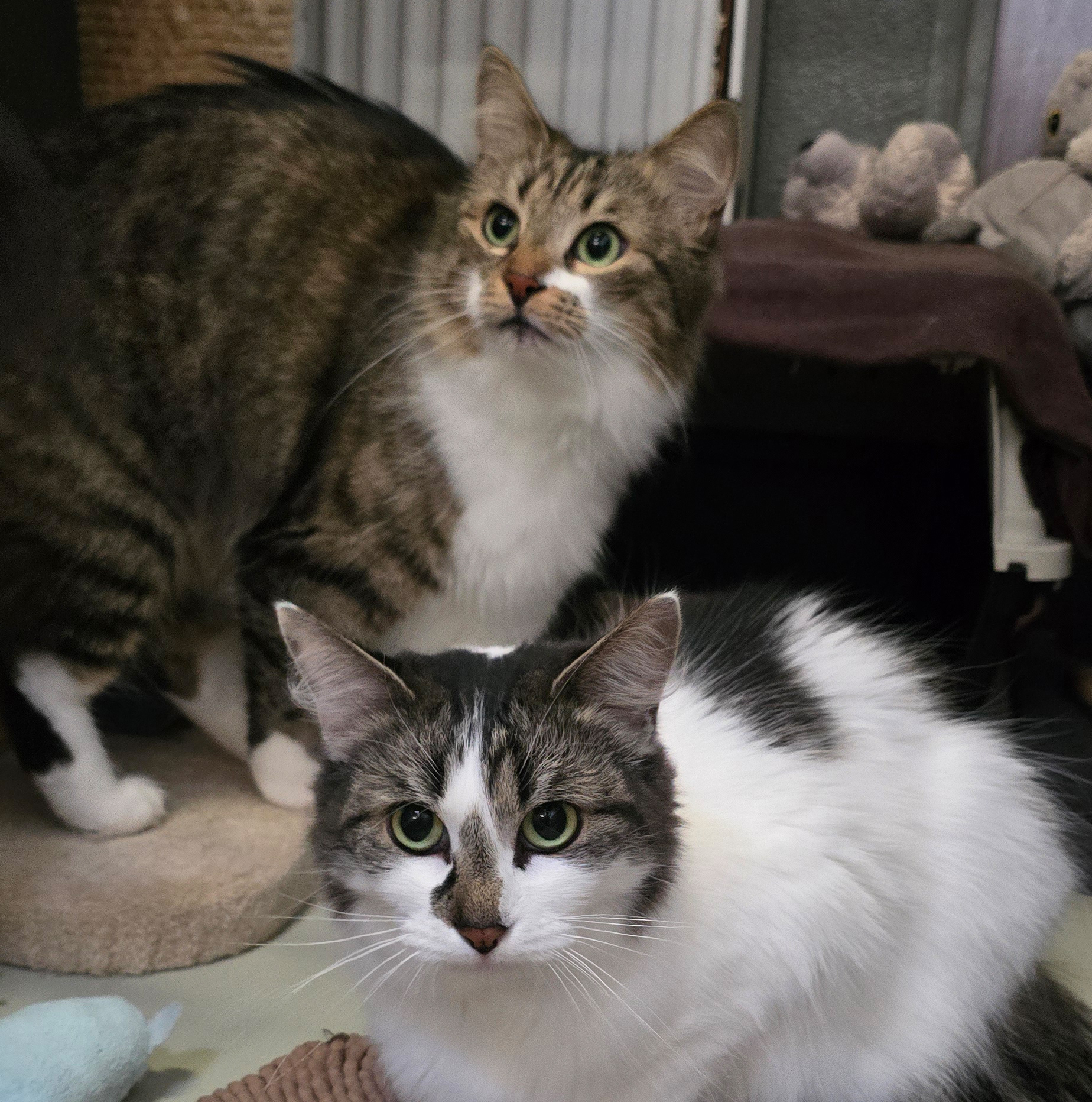Dara und Kelly im Katzenzimmer Dara und Kelly sitzen gemeinsam im Katzenzimmer.