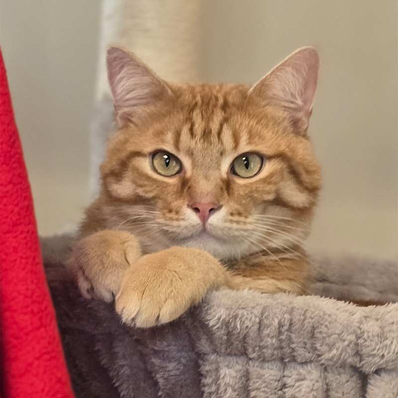 Der Lorax – Titelbild Porträt von Kater Der Lorax in einer grauen Hängematte.