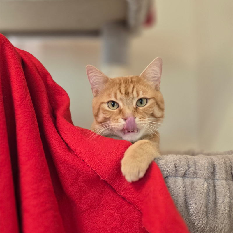 Der Lorax mit roter Decke Kater Der Lorax schaut hinter einer roten Decke hervor.