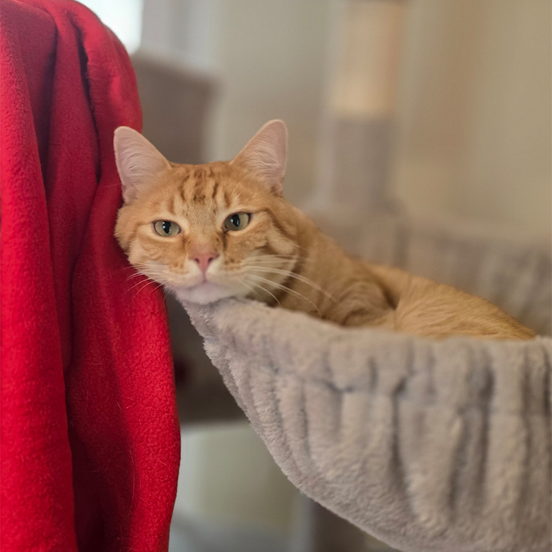 Der Lorax im Katzenzimmer Kater Der Lorax sitzt in einer Hängematte neben einer roten Decke.