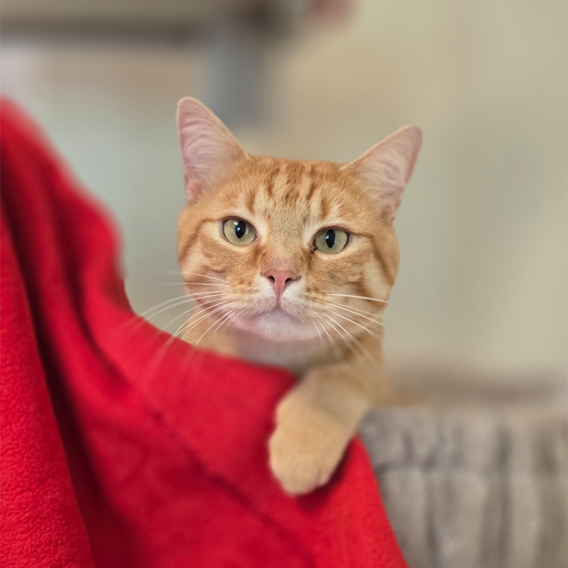 Porträt von Der Lorax Kater Der Lorax schaut neben einer roten Decke direkt in die Kamera.