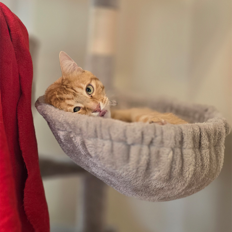 Der Lorax in seiner Hängematte Kater Der Lorax ruht in einer grauen Hängematte.