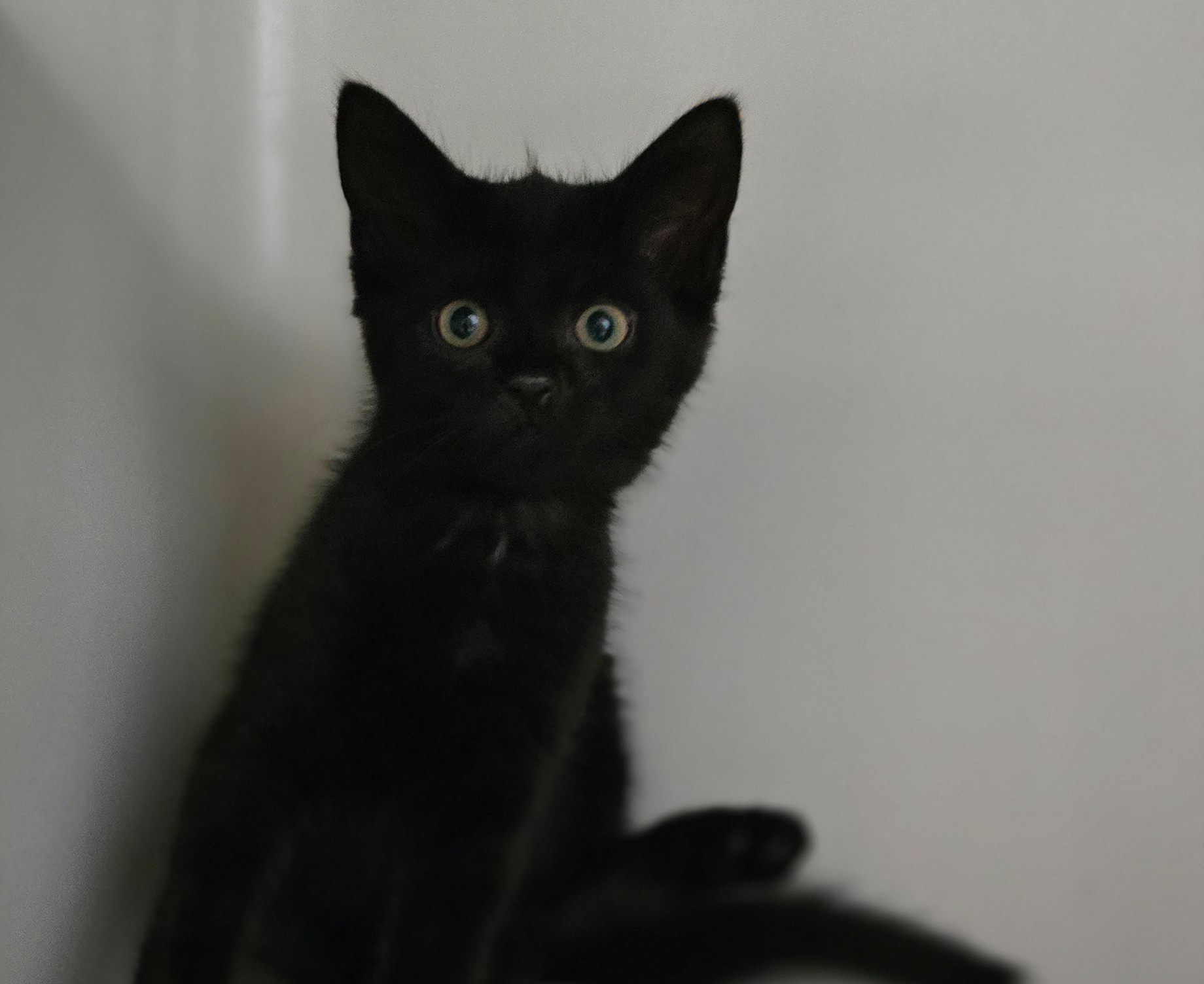 Edo – Bild 13109 Schwarzer Jungkater Edo im Tierheim Hannover.