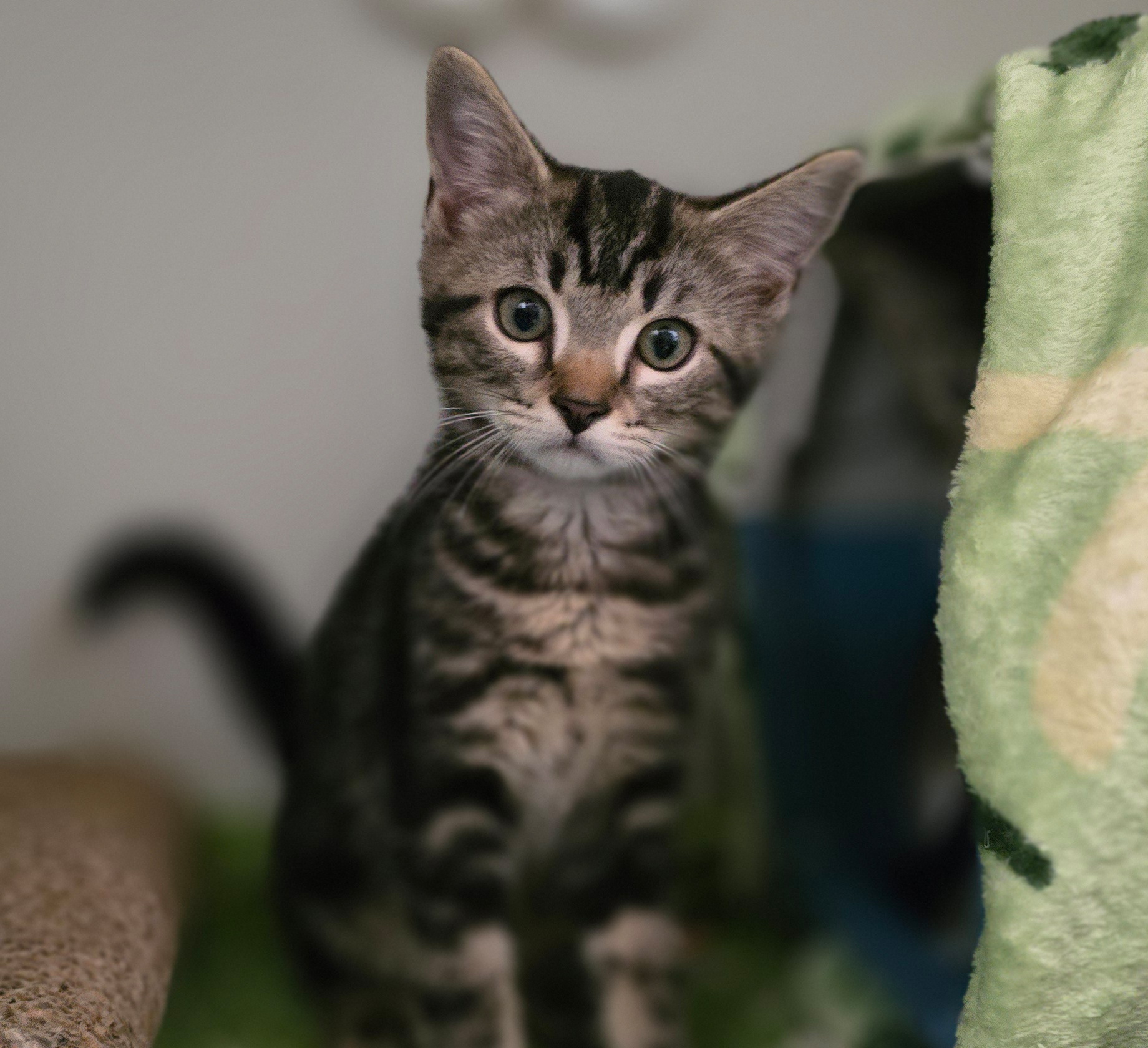 Jungkater Elmo im Tierheim Hannover.