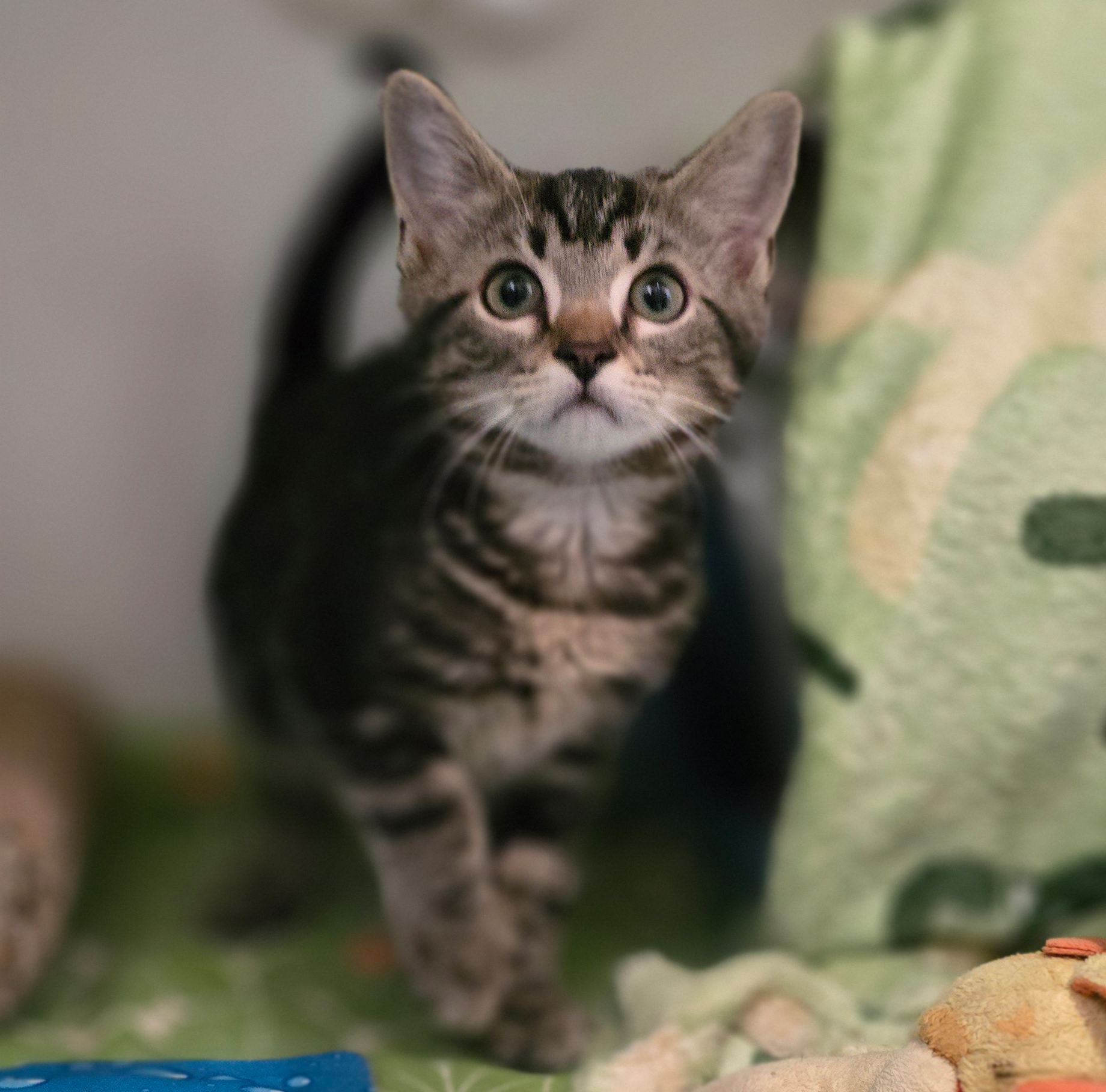 Jungkater Elmo im Tierheim Hannover.