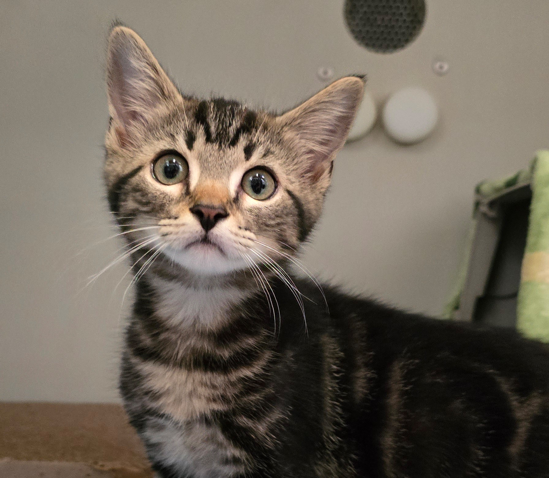 Jungkater Elmo im Tierheim Hannover.