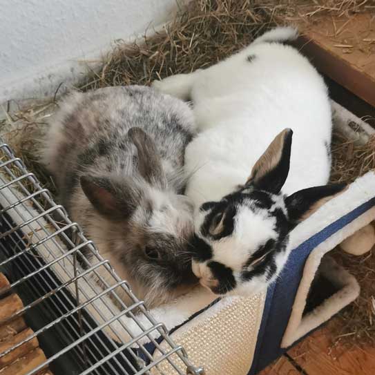 Die Kaninchen Hemi und Lily liegen nebeneinander in ihrem Gehege.