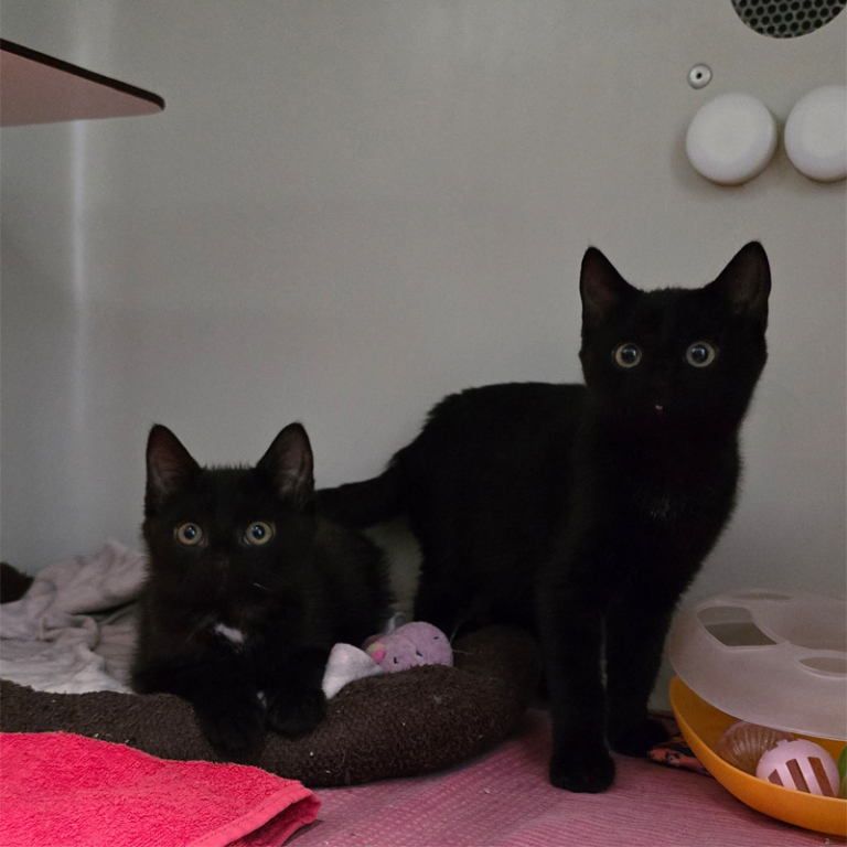 Jelani+Jabani