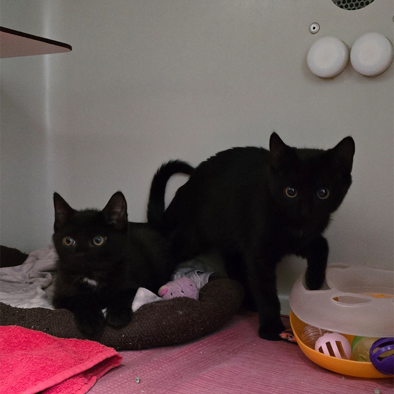 Jelani und Jabani zusammen Die Jungkatzen Jelani und Jabani sitzen gemeinsam im Katzenzimmer.