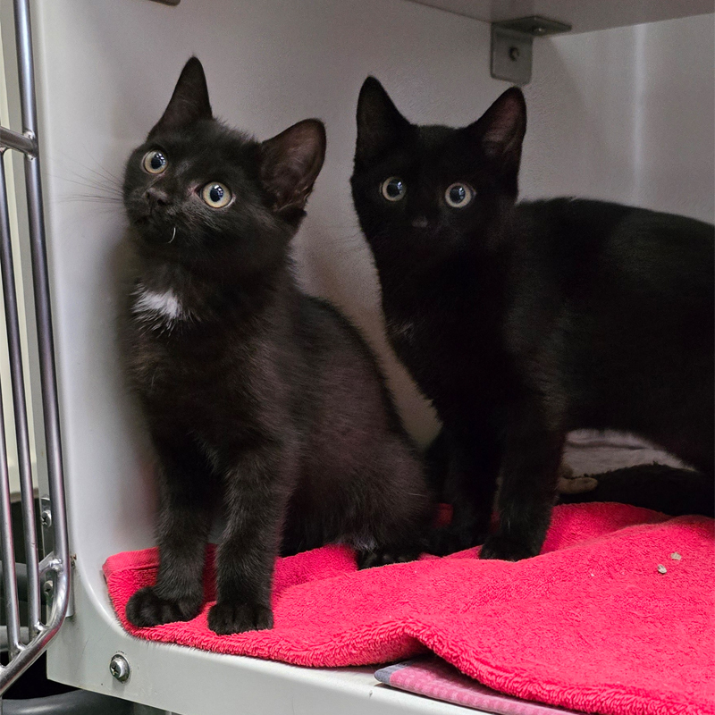 Jelani und Jabani auf einer Decke Die Jungkatzen Jelani und Jabani sitzen nebeneinander auf einer pinken Decke.