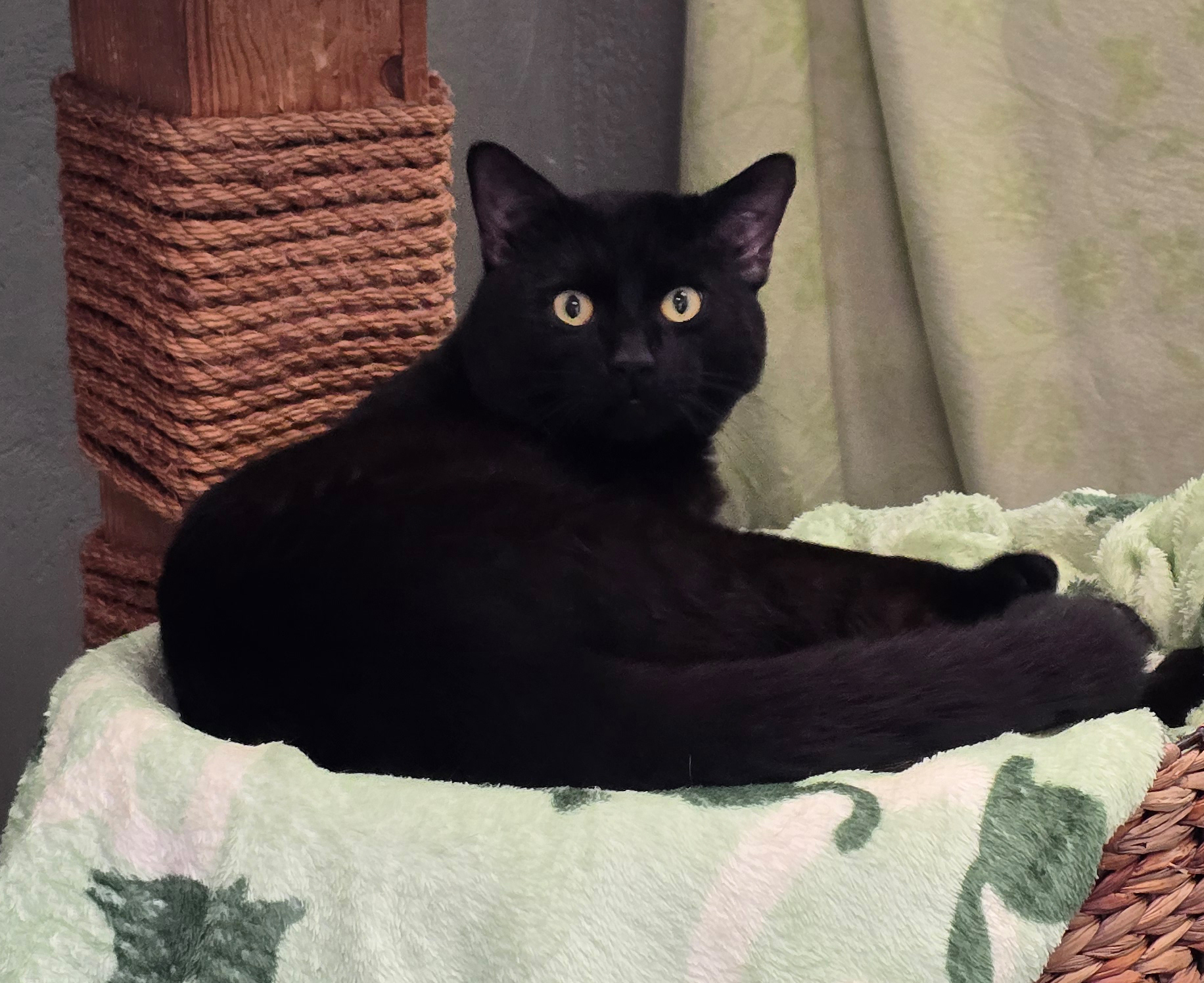 Kralle – Bild 13069 Schwarzer Kater Kralle im Tierheim Hannover.
