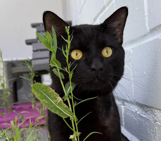 Kralle – Bild 13070 Schwarzer Kater Kralle im Tierheim Hannover.