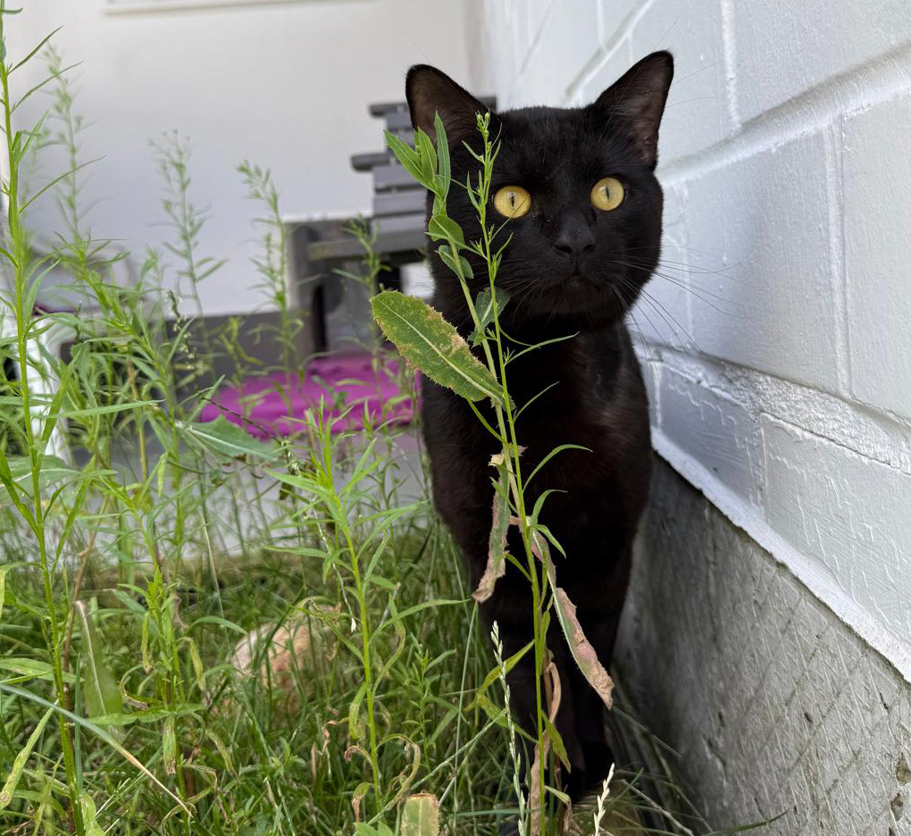 Kralle – Bild 13068 Schwarzer Kater Kralle im Tierheim Hannover.