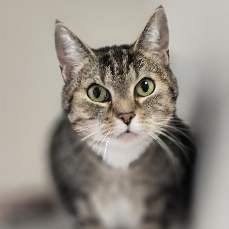 Lillet – Titelbild Nahaufnahme von Katze Lillet im Katzenzimmer.