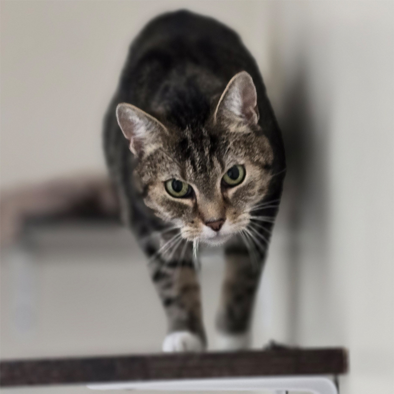 Lillet im Katzenzimmer Katze Lillet läuft im Katzenzimmer auf die Kamera zu.