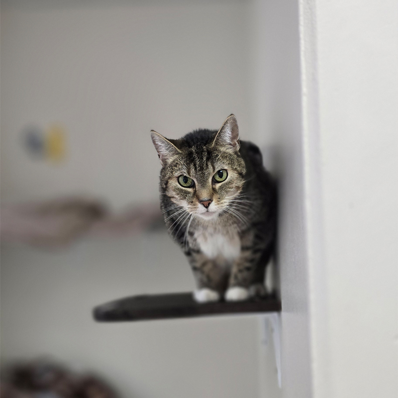 Lillet auf einem Wandbrett Katze Lillet steht auf einem Wandbrett im Katzenzimmer.