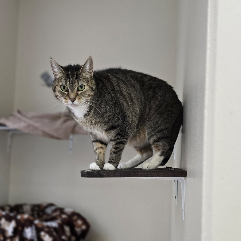 Lillet auf ihrem Aussichtsplatz Katze Lillet sitzt auf einem erhöhten Platz im Katzenzimmer.