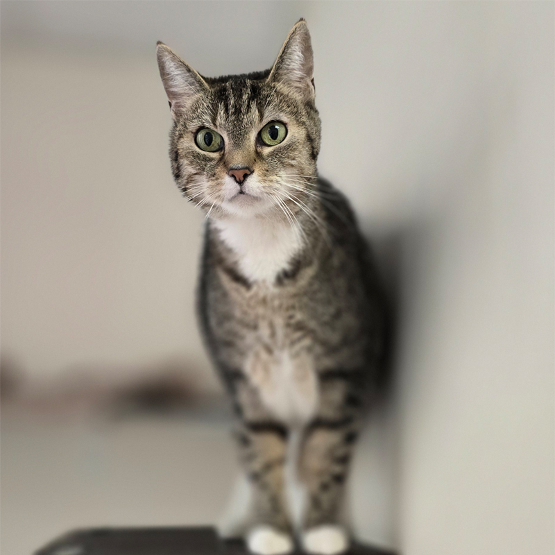 Porträt von Lillet Katze Lillet sitzt auf einem Wandbrett und blickt in die Kamera.