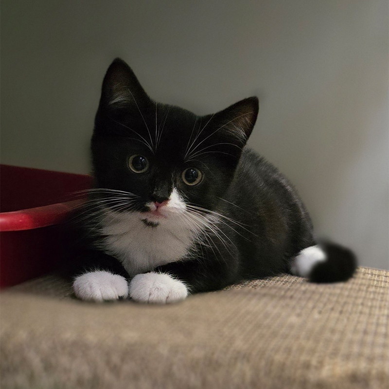 Porträt von Padino Porträt von Padino im Katzenzimmer.