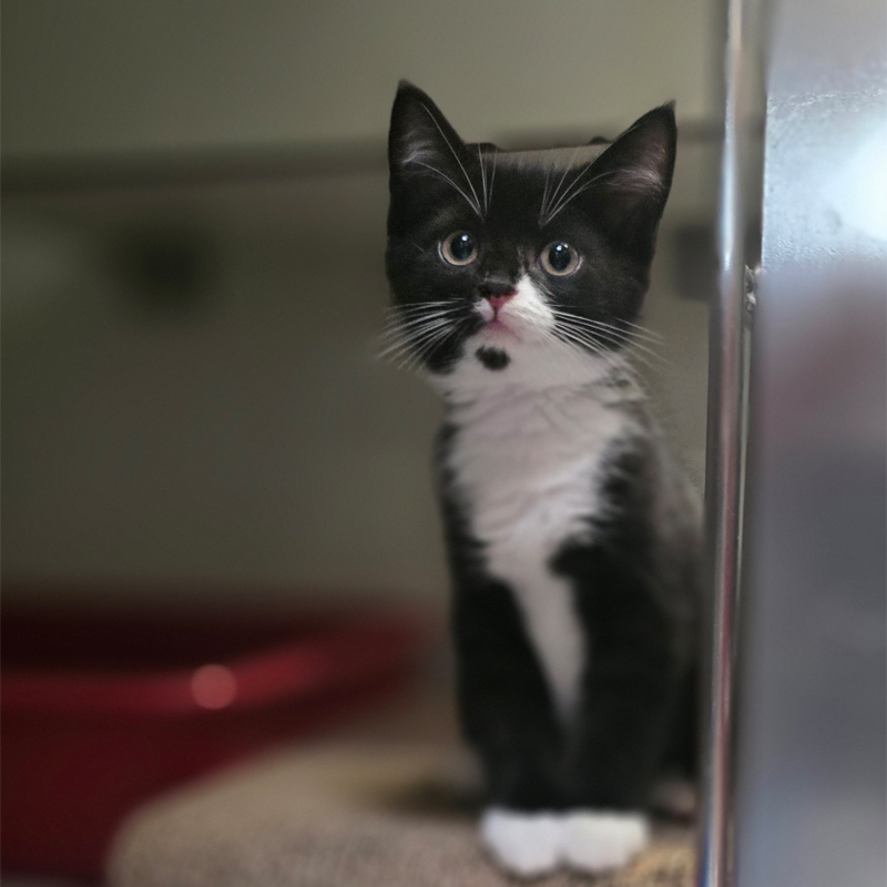 Padino im Katzenzimmer Padino steht im Katzenzimmer.