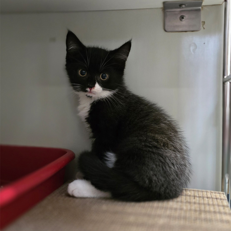 Padino sitzend im Katzenzimmer Padino sitzt im Katzenzimmer.