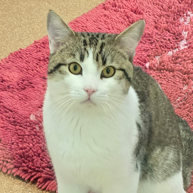 Pisoke – Bild 13065 Kater Pisoke im Tierheim Hannover.