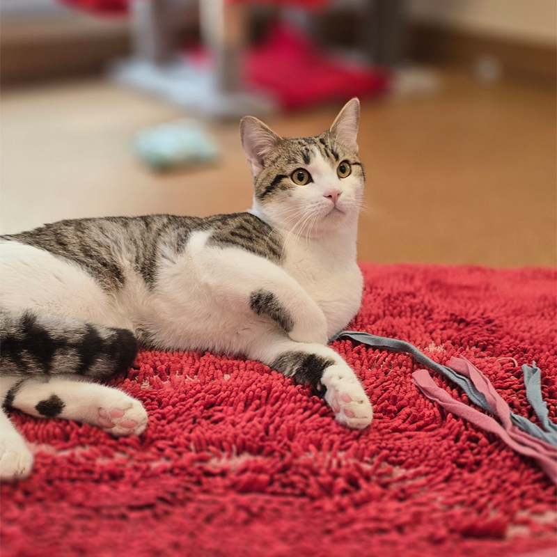 Pisoke – Bild 13060 Kater Pisoke im Tierheim Hannover.