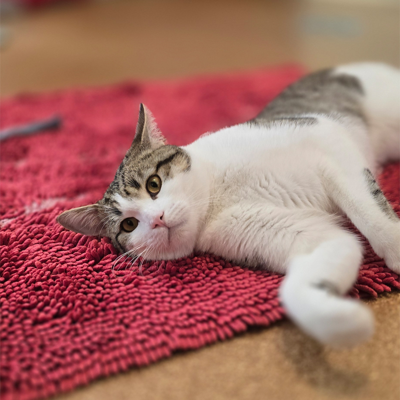 Pisoke – Bild 13061 Kater Pisoke im Tierheim Hannover.