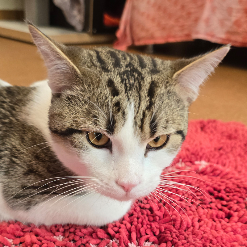 Pisoke – Bild 13062 Kater Pisoke im Tierheim Hannover.