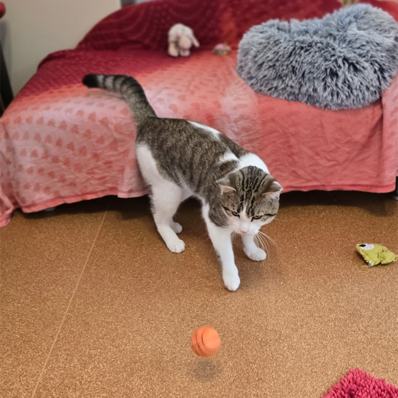 Pisoke – Bild 13063 Kater Pisoke im Tierheim Hannover.