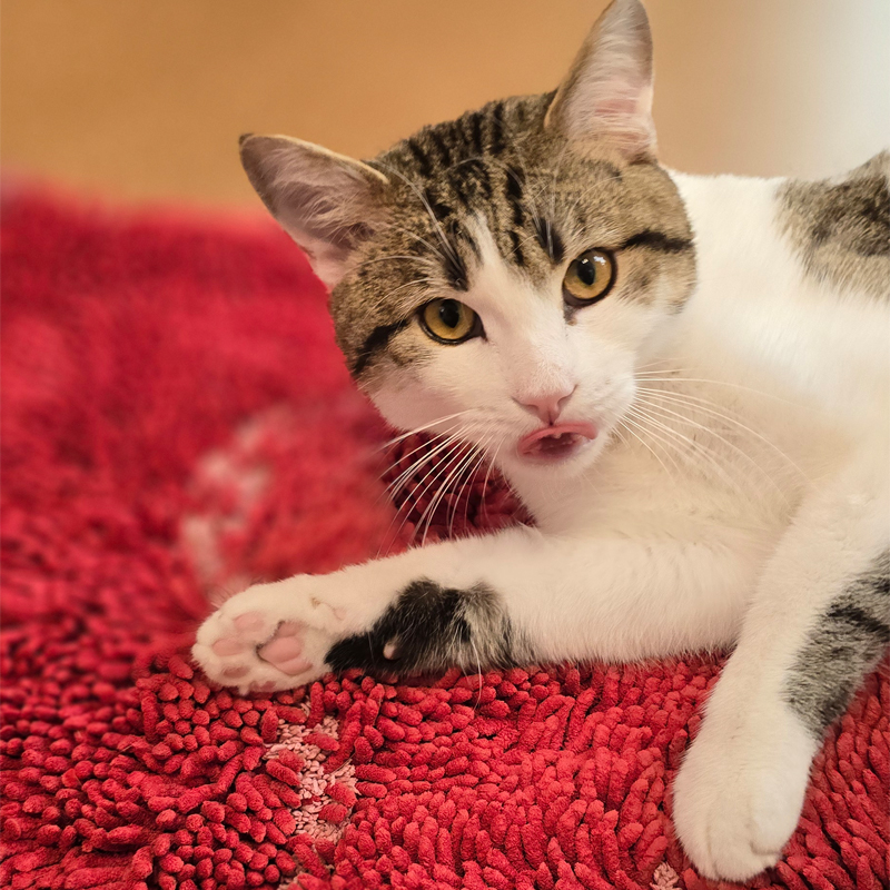 Pisoke – Bild 13064 Kater Pisoke im Tierheim Hannover.