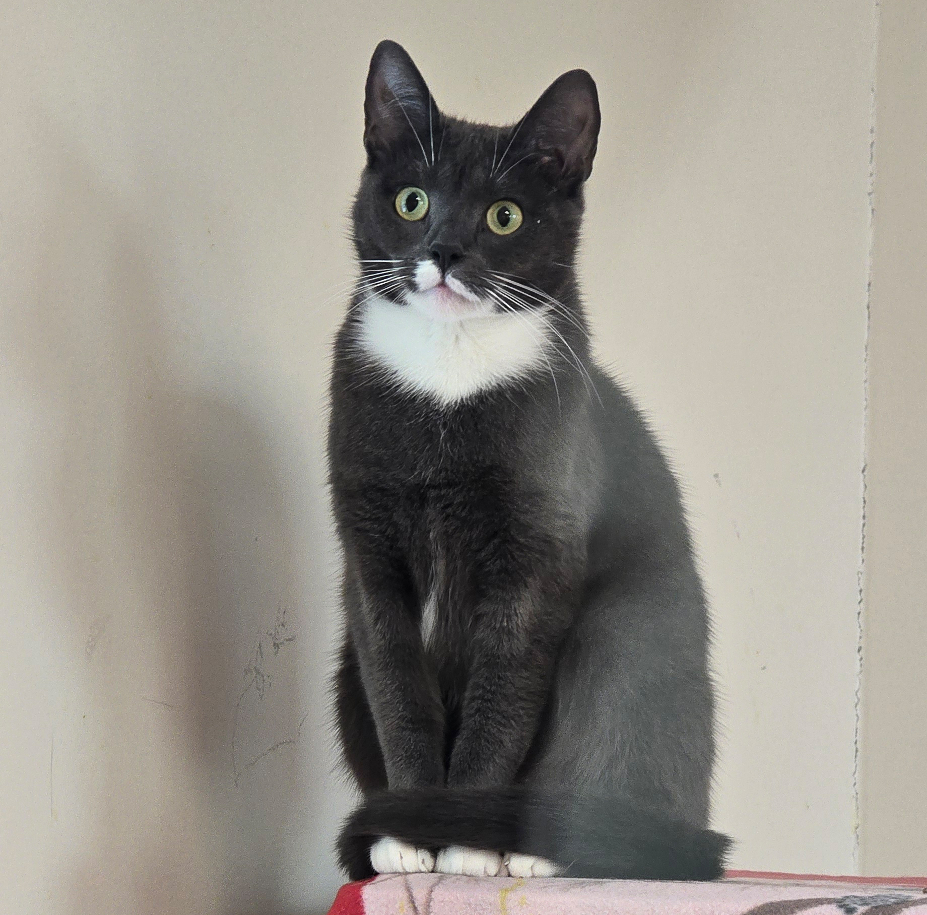 Prya – Bild 13129 Schwarz-weiße Katze Prya im Tierheim Hannover.
