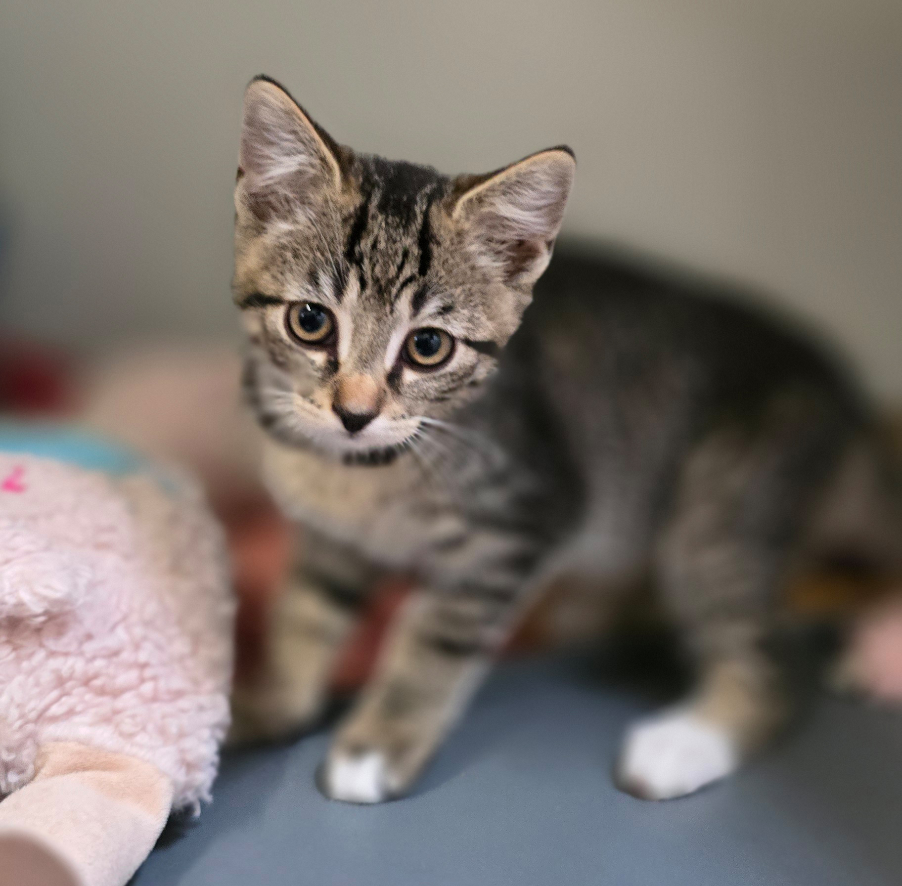 Die Jungkatzen Rosina, Rosaria und Rosa im Tierheim Hannover.