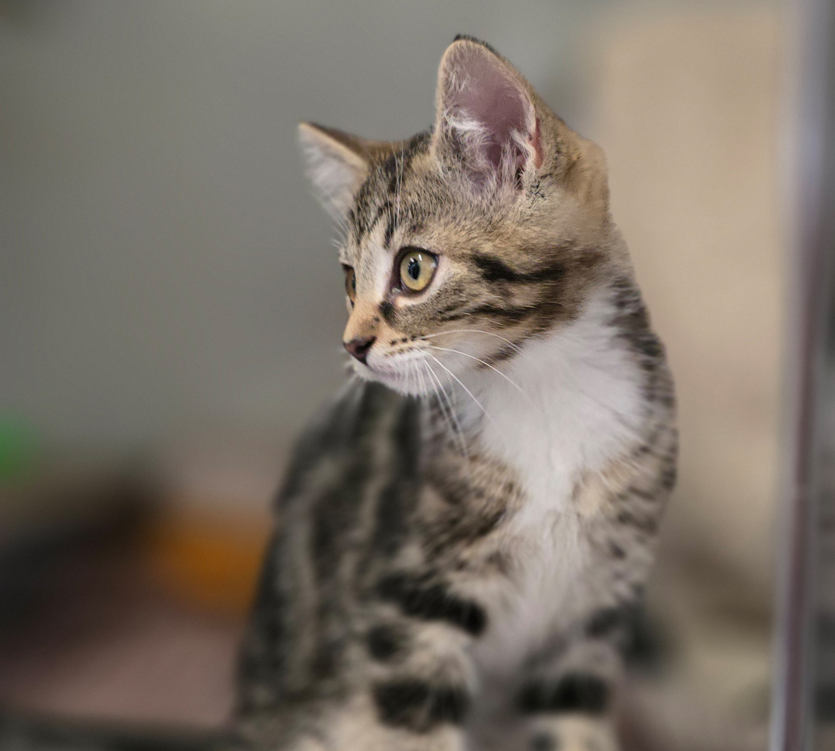Die Jungkatzen Rosina, Rosaria und Rosa im Tierheim Hannover.