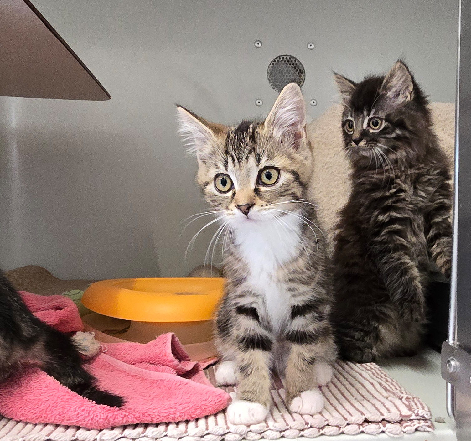 Die Jungkatzen Rosina, Rosaria und Rosa im Tierheim Hannover.