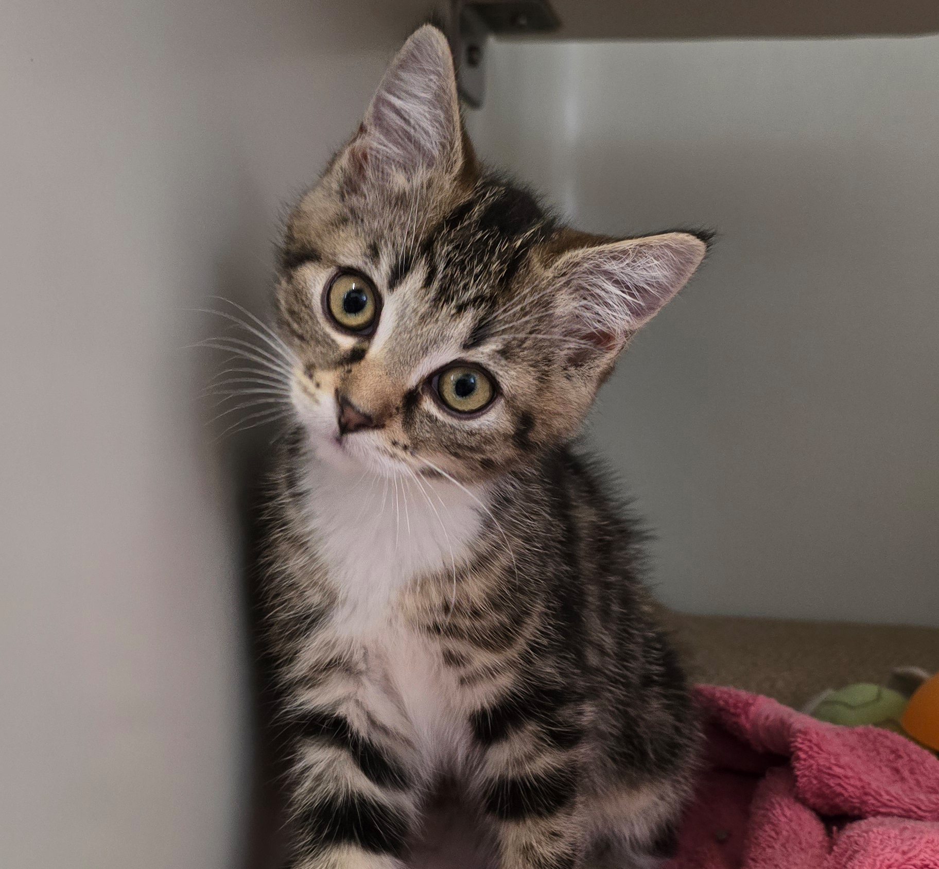 Die Jungkatzen Rosina, Rosaria und Rosa im Tierheim Hannover.